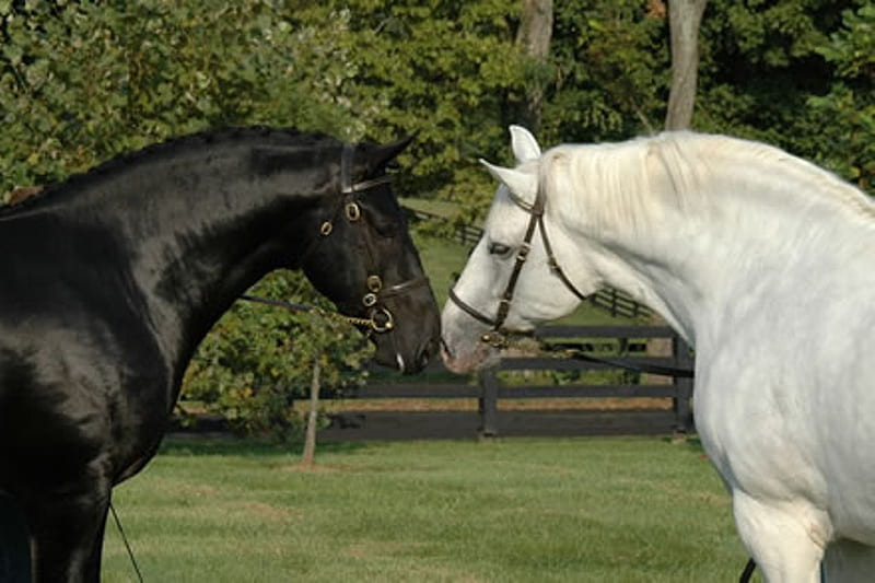 Black and White, stallion, cavalo, horse, animals, HD wallpaper