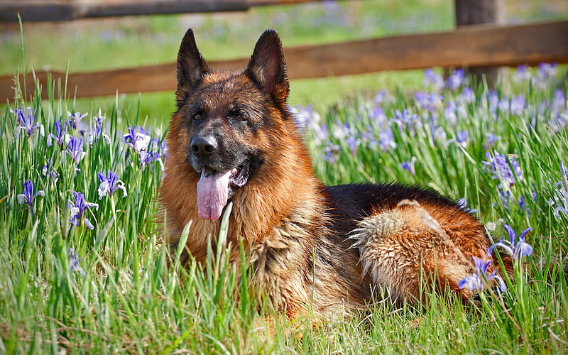 German Shepherd, lawn, cute animals, pets, summer, dogs, German Shepherd Dog, HD wallpaper