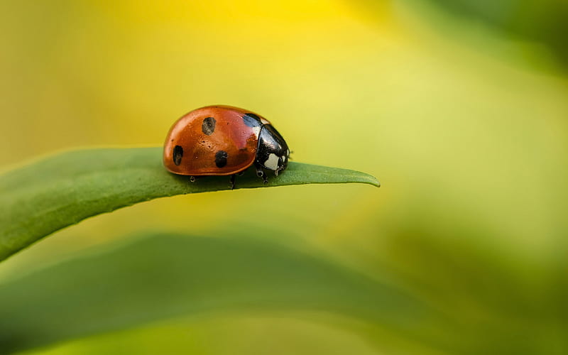 Ladybug On Leaf, HD wallpaper