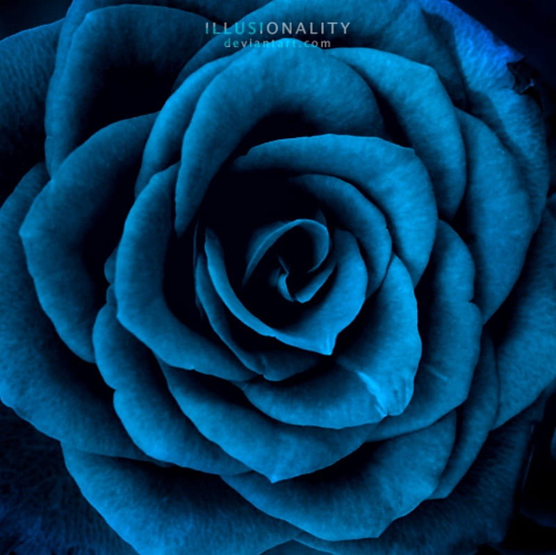 Dead in the Water, flower, nature, rose, blue, HD wallpaper