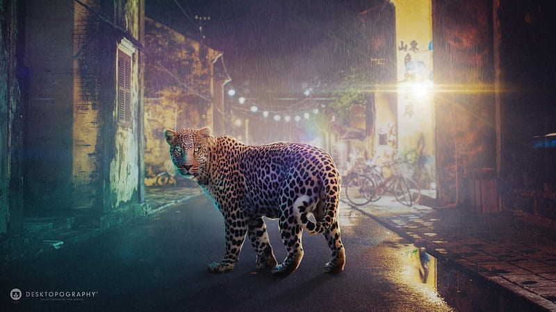 rain, Animal, Leopard, Night, Road, HD wallpaper