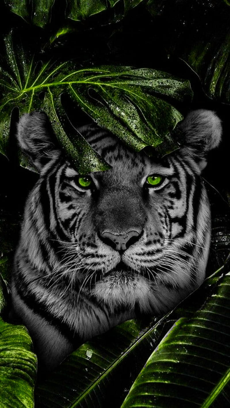 Tiger face, animal, black and white, bw, green eyes, green leaves leaves, nature, tiger, wild, HD phone wallpaper