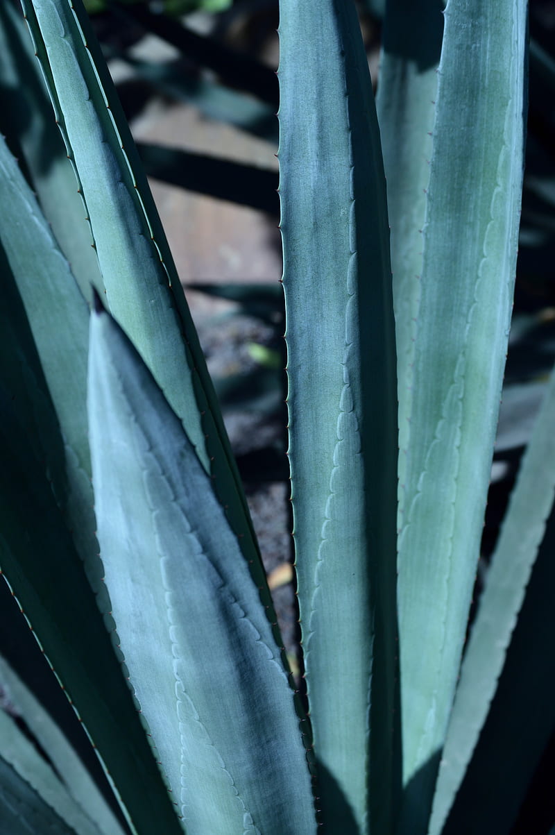 Close-Up of Succulent Plants, HD phone wallpaper