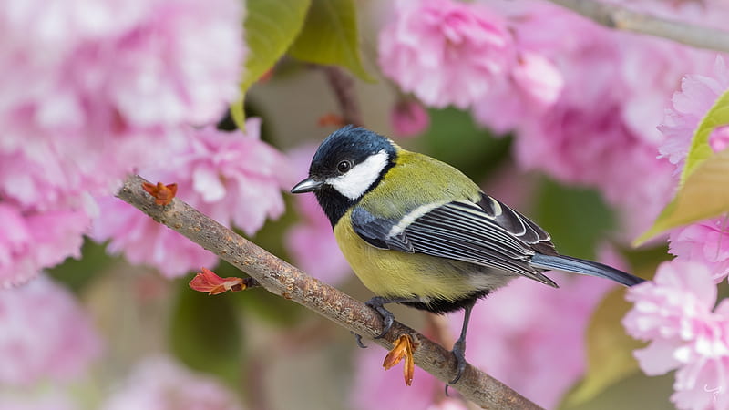 Great Tit, black, yellow, pasari, spring, pitigoi, blue tit, blossom, bird, flower, pink, HD wallpaper