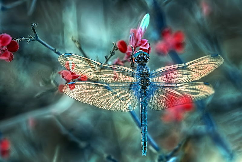 Dragonfly, mustafa ozturk, libelula, red, wings, insect, blue, HD wallpaper