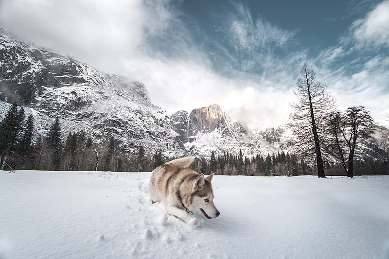 Siberian Husky In Snow , siberian-husky, animals, dog, snow, HD wallpaper