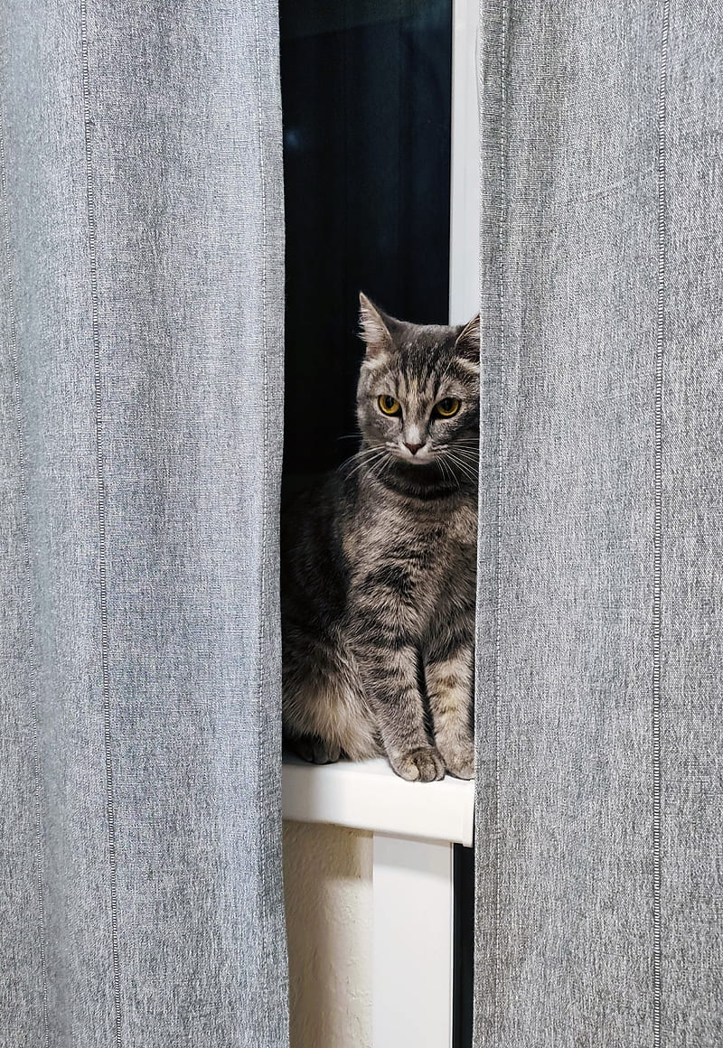 cat, gray, pet, window, curtains, HD phone wallpaper