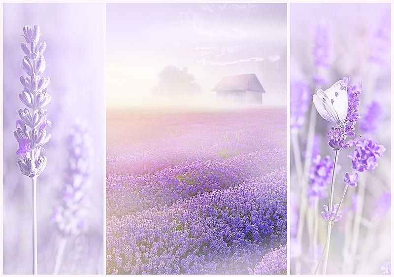 Lavanda romántica, pequeña, morada, fragante, ligera, flores, Fondo de  pantalla HD | Peakpx