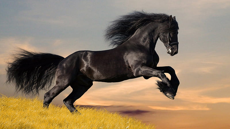 Ebony Horse, black, bonito, ebony, horse, jump, graceful, field, meadow, HD wallpaper