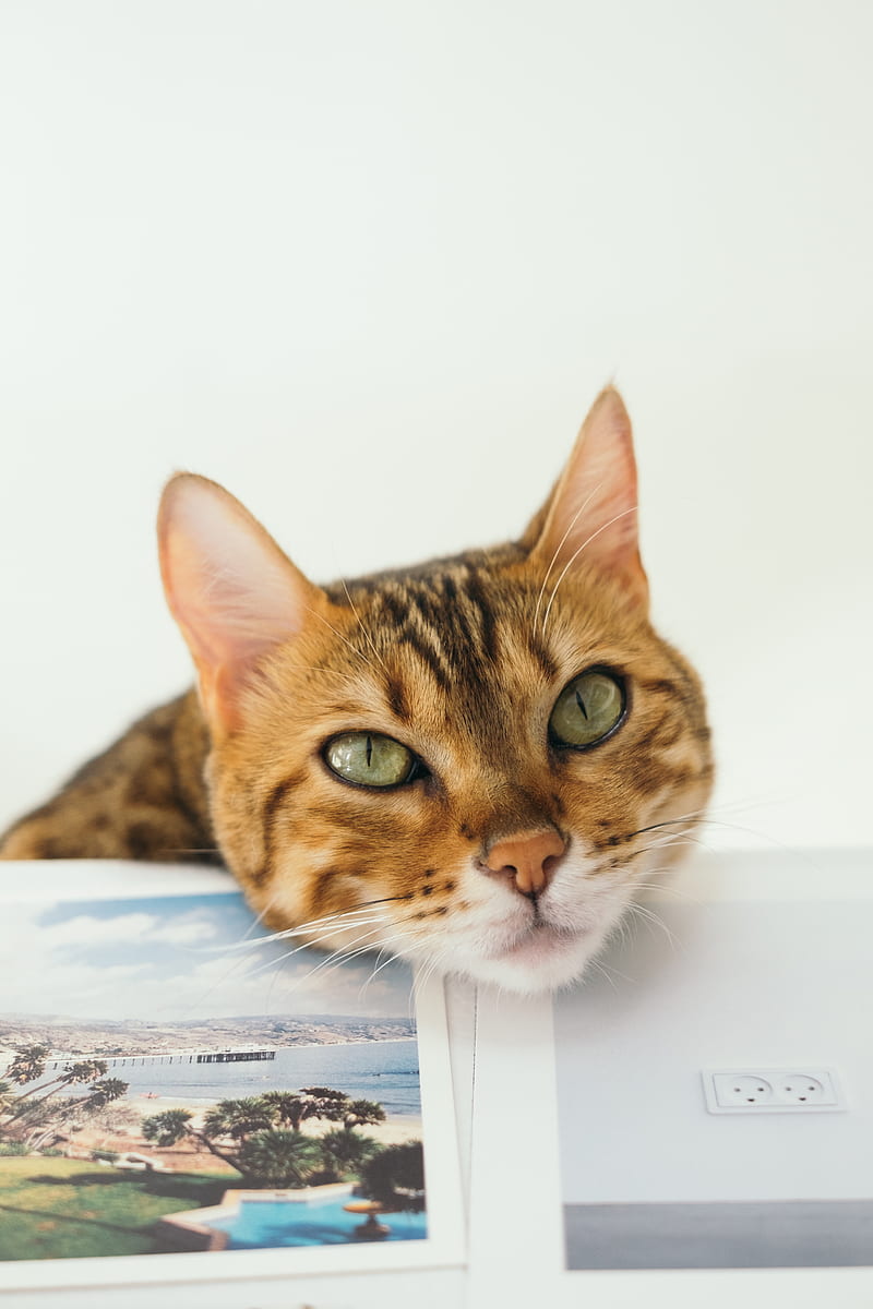 brown tabby cat, HD phone wallpaper