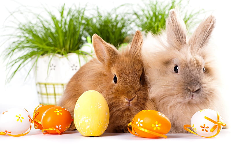 rabbits, easter eggs, cute animals, easter, krashanki, HD wallpaper