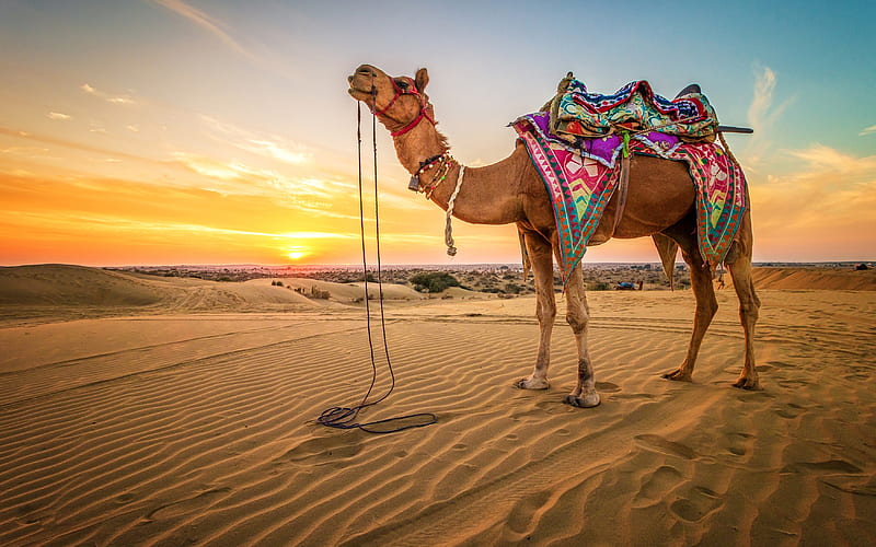 Camel, sunshine, sand, desert, HD wallpaper