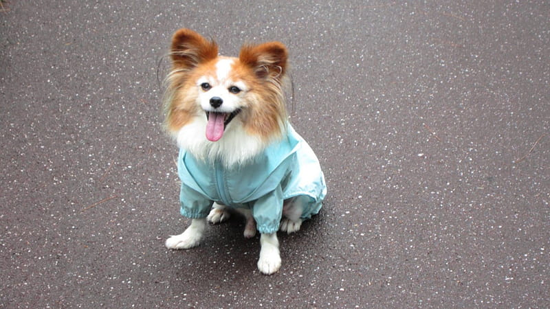 Butterfly dog wear a raincoat, self-assured dog, Papillon dog, raincoat, intelligent, HD wallpaper