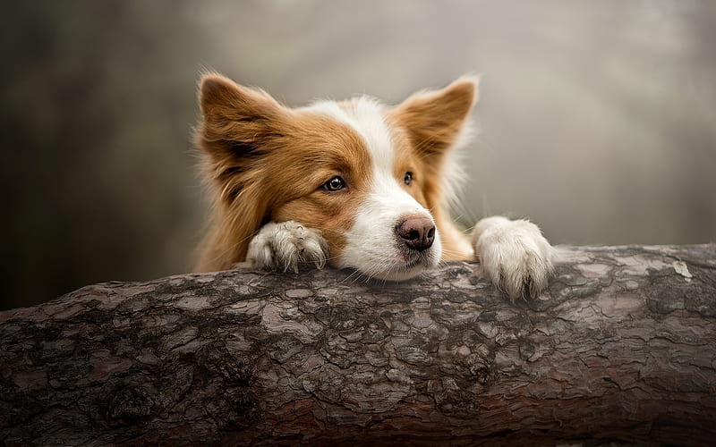 Border Collie, nature, dog, animal, HD wallpaper | Peakpx