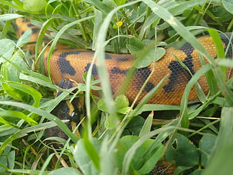 python royal piebald, python royal, serpent, glisser, serpent, Fond d'écran HD