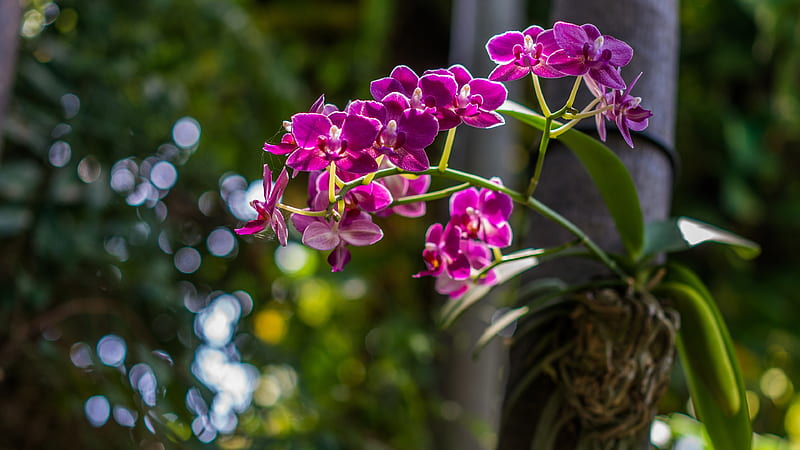 Orchids, Bright, Flowers, Bokeh, Tree, HD wallpaper