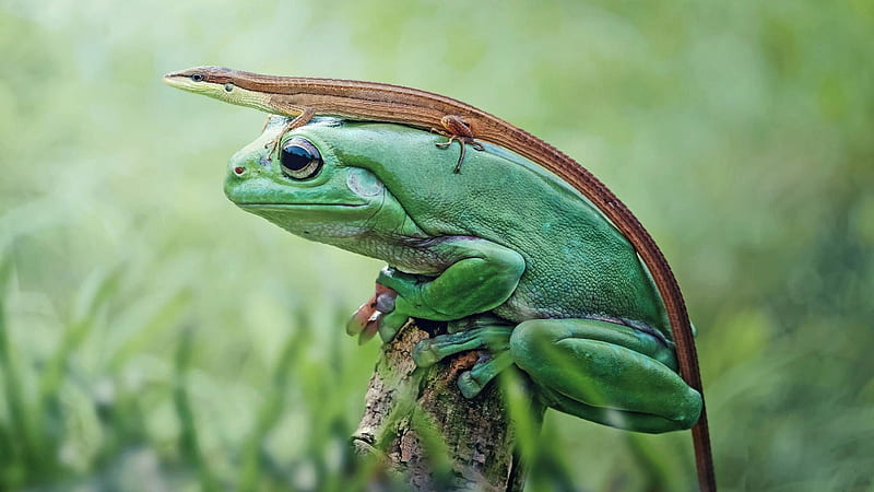 Frog mohawk, Buddies, Cool, Green, 1920x1080, HD wallpaper