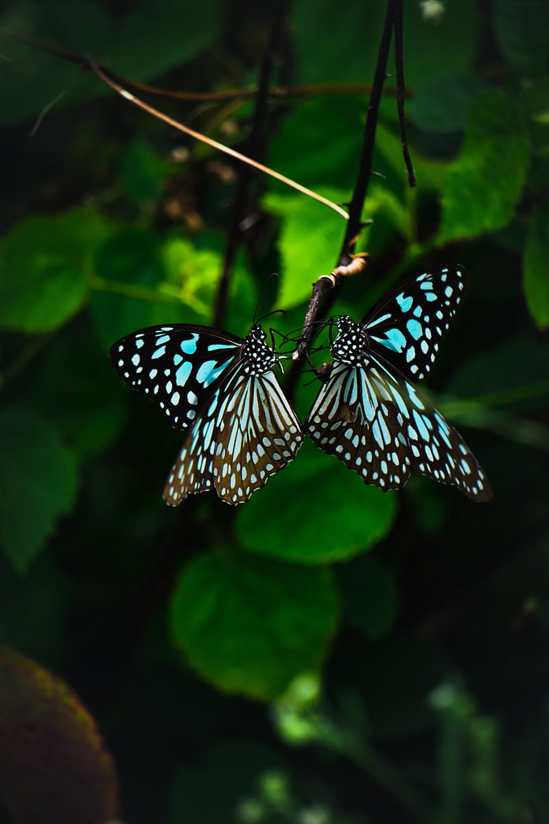 butterflies, wings, pattern, tropical, HD phone wallpaper