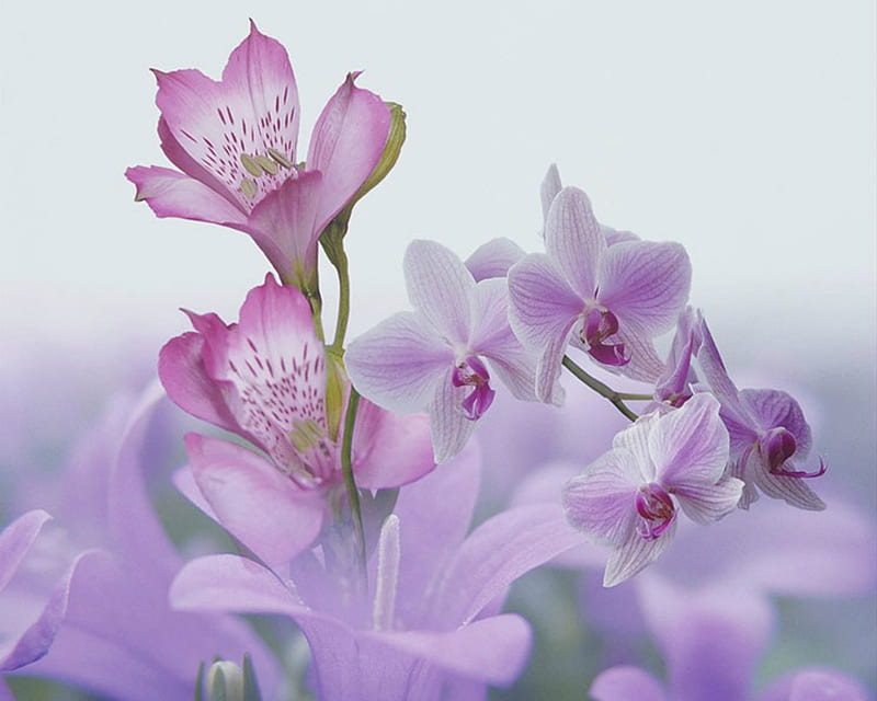 Beautiful Flowers, flowers, petals, lavender, bloom, HD wallpaper