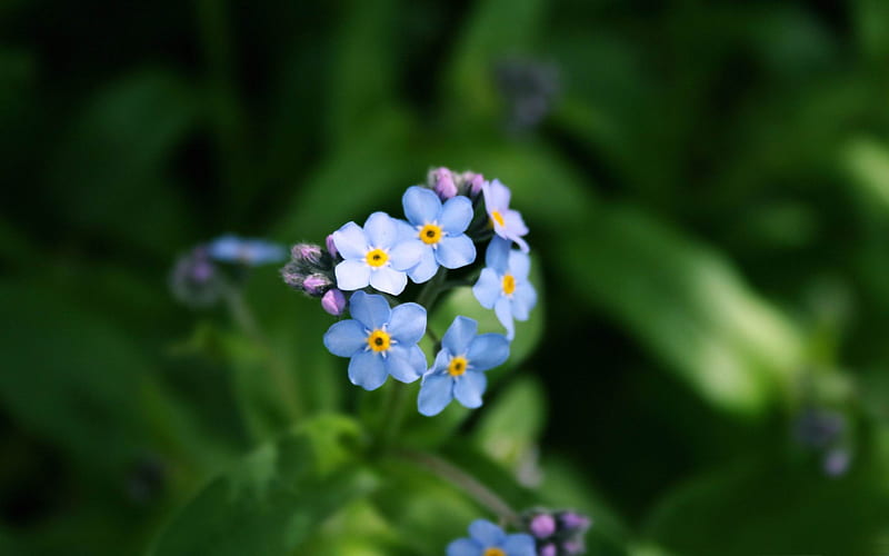 forget me not-flowers graphy, HD wallpaper