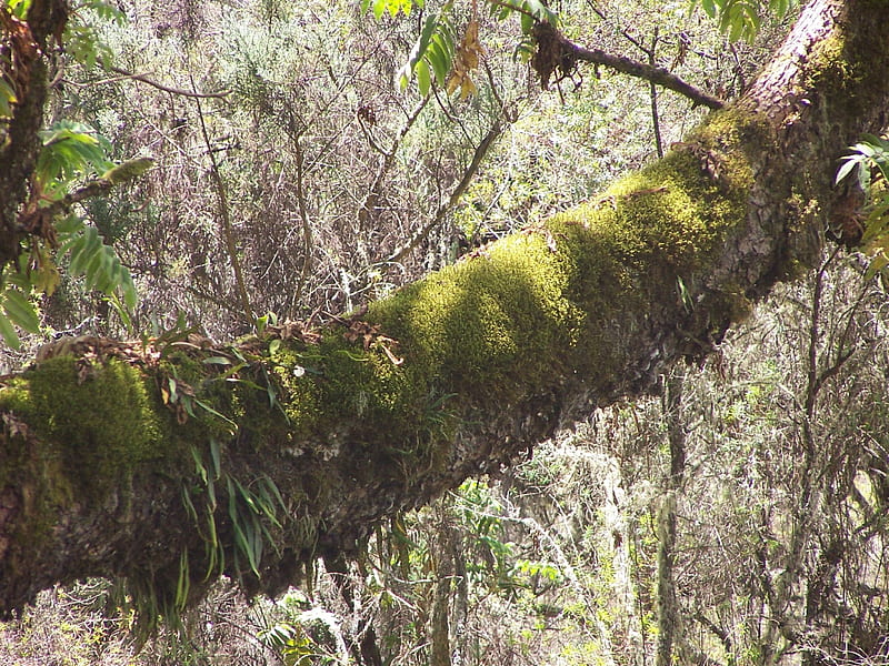 Aberdare National Park, rainforest, kenya, nature reserve, HD wallpaper