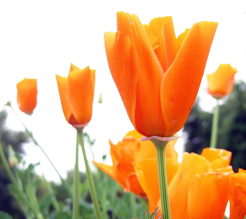 Flor naranja, Fondo de pantalla HD | Peakpx