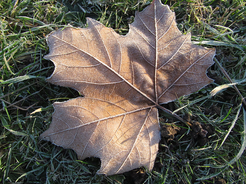 Fallen Leaf, Frost, Cold, Leaves, Frozen, Winter, HD wallpaper