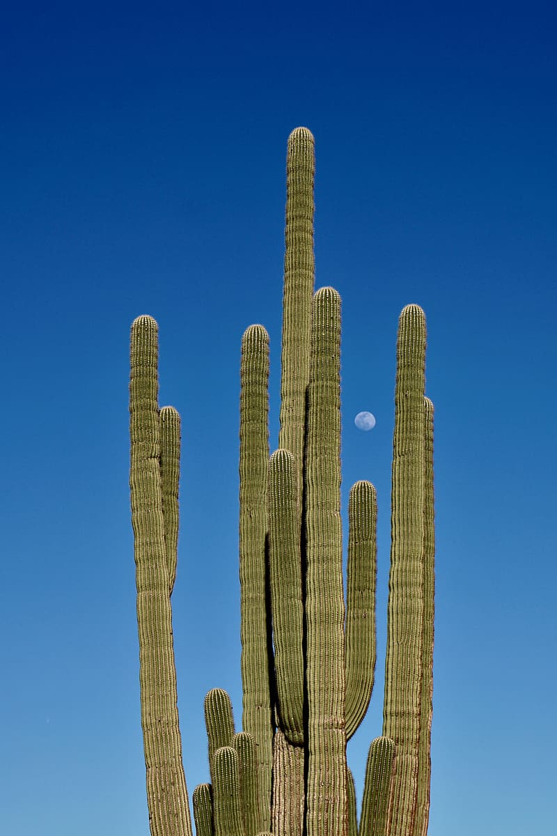 Cactus, sky, moon, nature, HD phone wallpaper | Peakpx