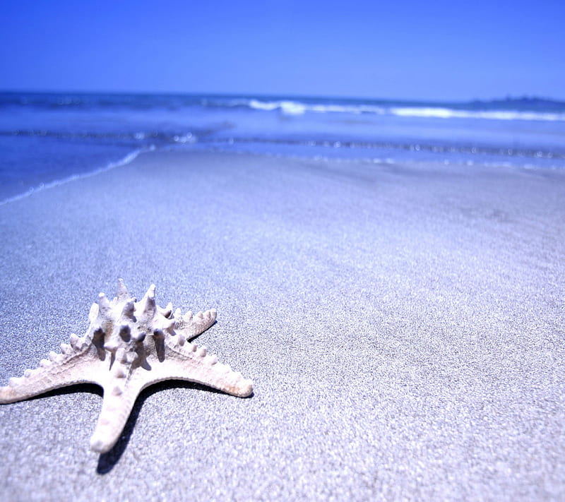Beach Star , 2013, evening, oceanwaves, shell, sky, HD wallpaper