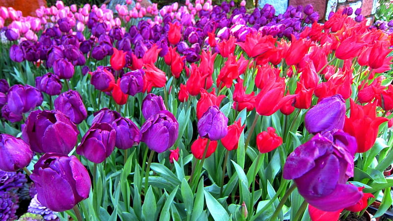 Tulipa, colorful, flower, The lily family, bonito, HD wallpaper