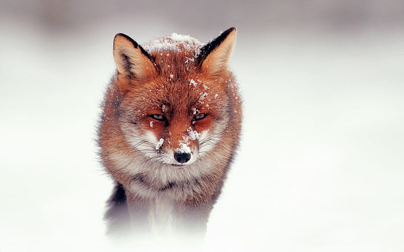 Red fox, animal, fur, nature, snow, HD phone wallpaper