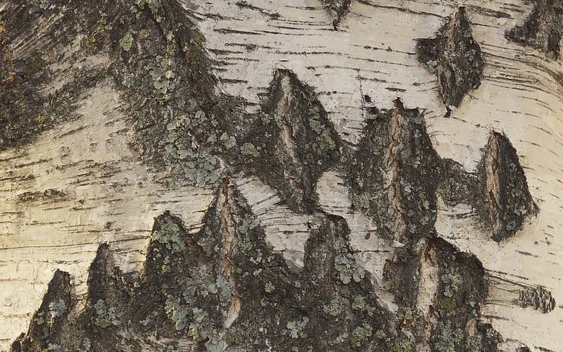 birch bark, detail, closeup, birch, lichen, bark, HD wallpaper