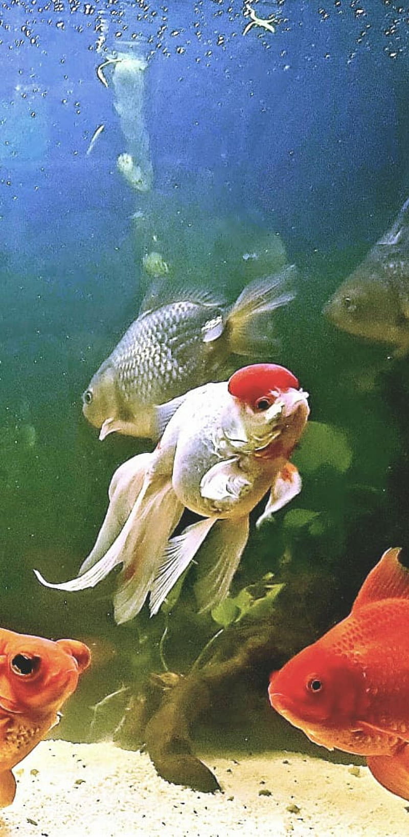 Goldfish Oranda, aquarium, fish, HD phone wallpaper | Peakpx