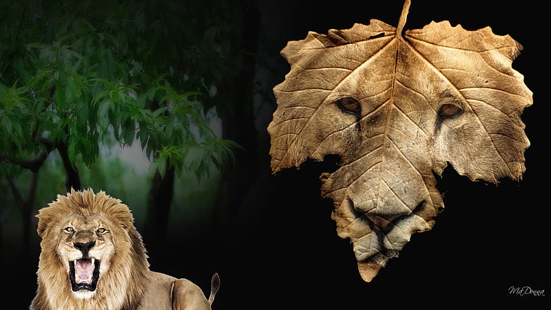 Lion and Leaves, tree, african, firefox persona, collage, cat, lion, leaf, HD wallpaper