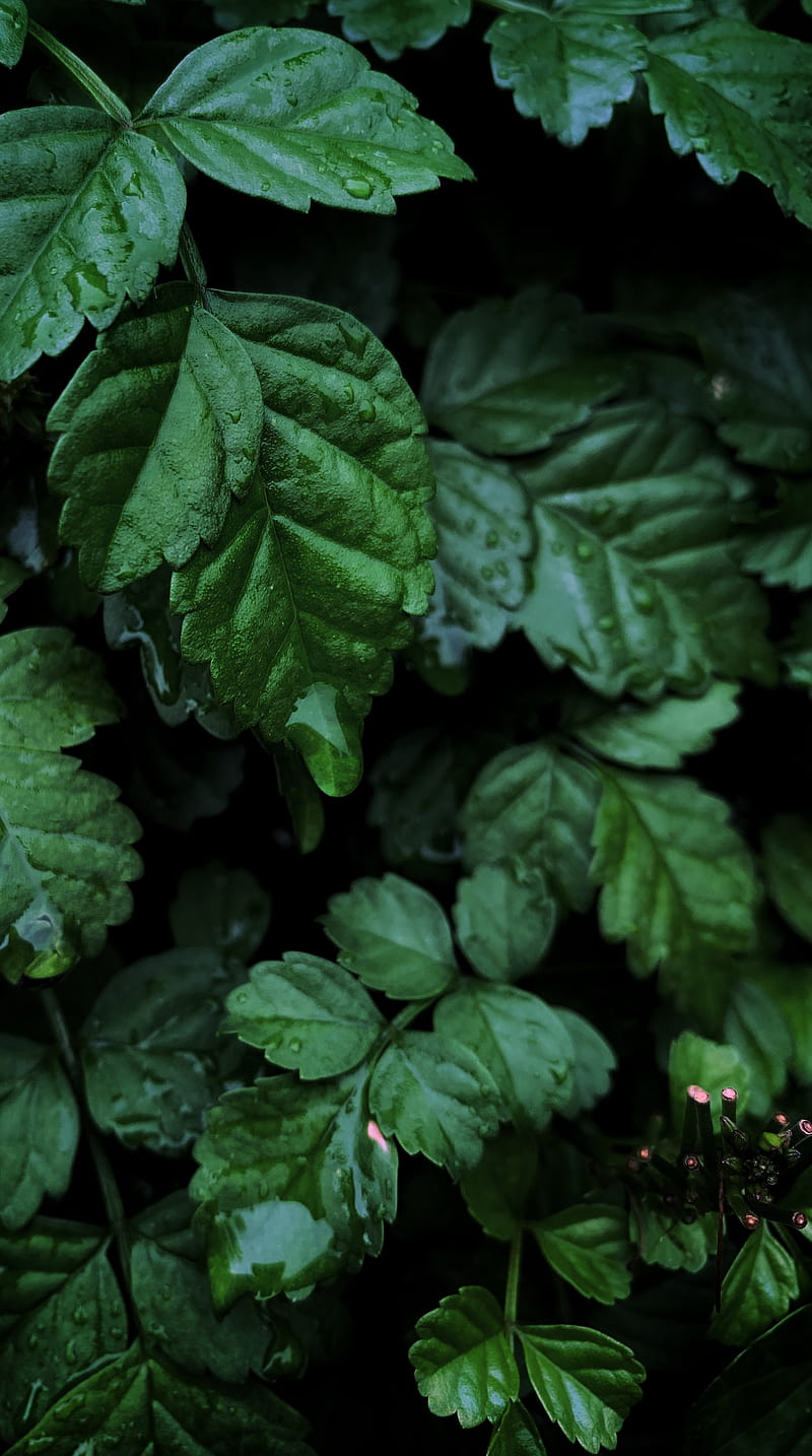 water drops on green leaf plants, HD phone wallpaper