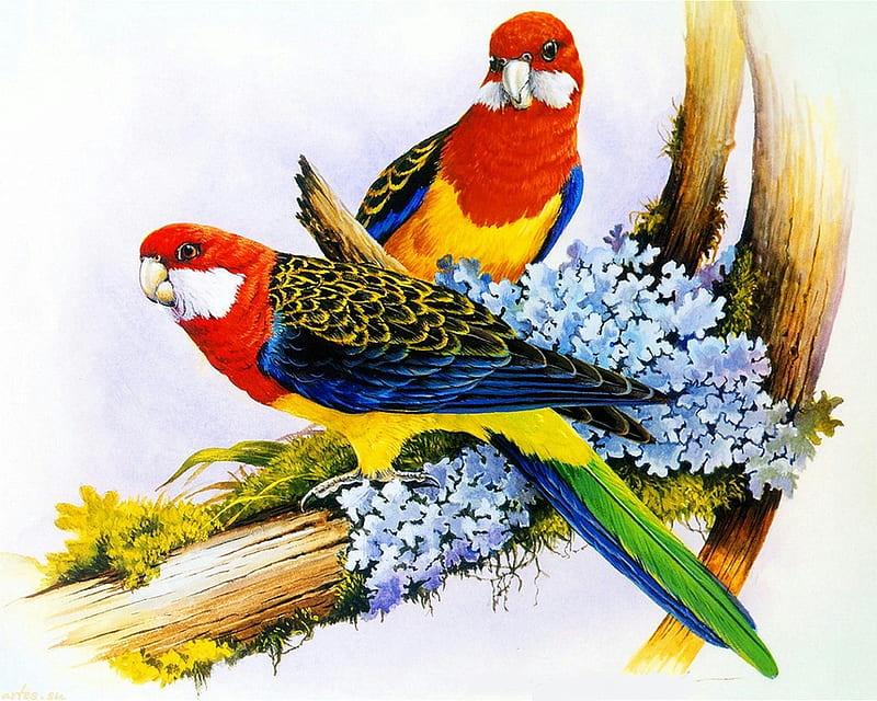 Two Parrots, painting, birds, parrot, animal, HD wallpaper