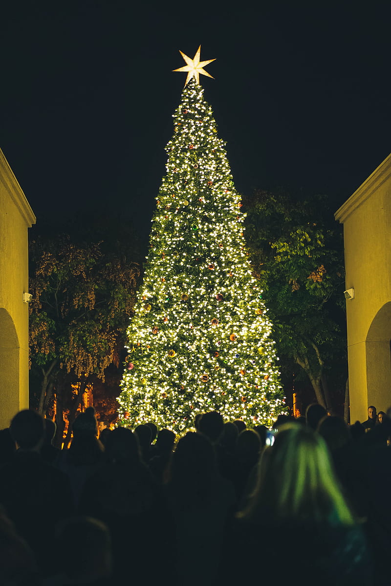 people watching lighted green Christmas tree at nighttime, HD phone wallpaper