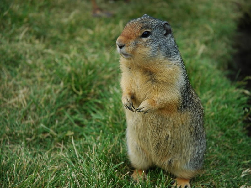 Ground Squirrel, grass, HD wallpaper