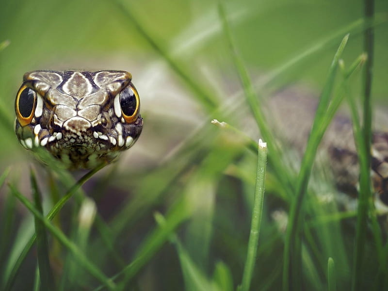 SNAKE IN THE GRASS, SNAKE, NATURE, GRASS, REPTILE, HD wallpaper