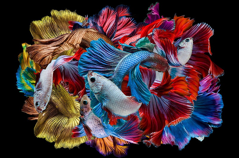 Beta fish, red, vara, fish, pesti, beta, summer, dhiky aditya, blue, black, HD wallpaper