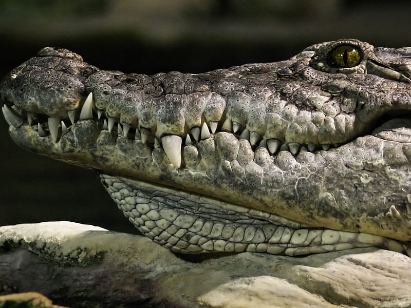 alligator, reptiles, animals, HD wallpaper