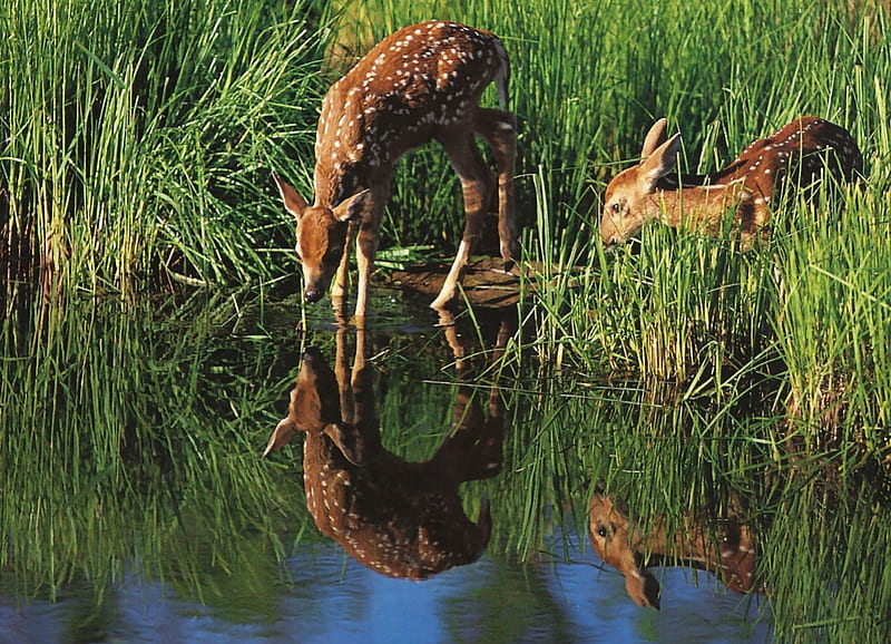 Spotted Fawns F2, graphy, fawns, wildlife, animal, deer, HD wallpaper