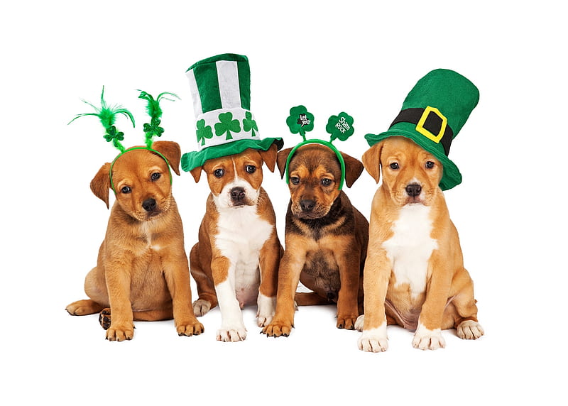 Happy St. Patrick's Day!, green, day, puppy, dog, animal, caien, patrick, hat, HD wallpaper