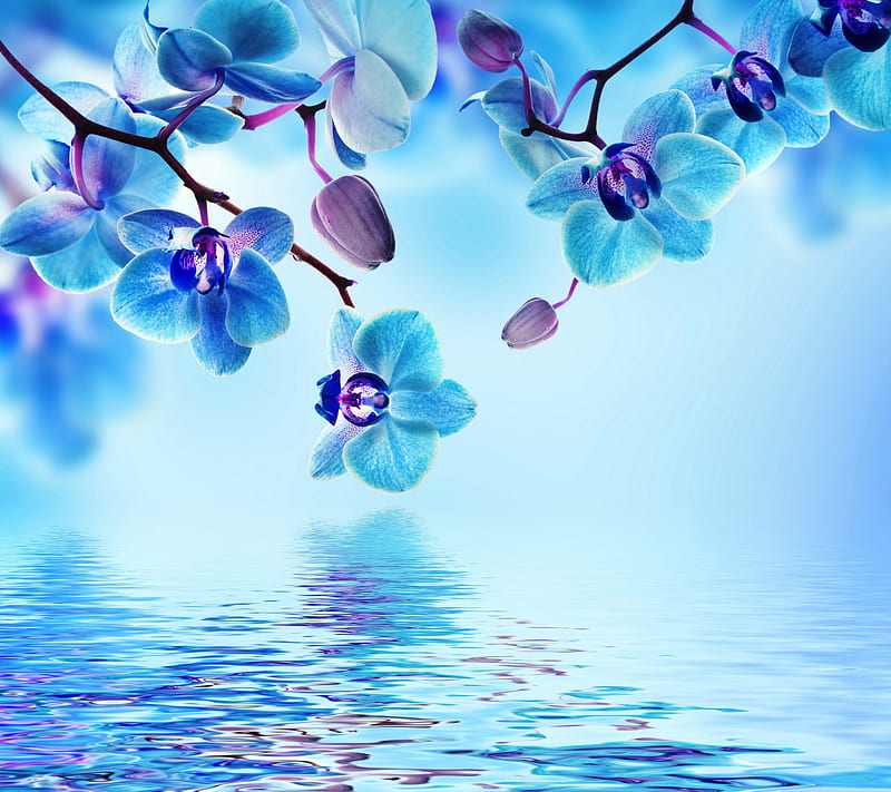 Blue Orchid, flowers, reflection, water, HD wallpaper