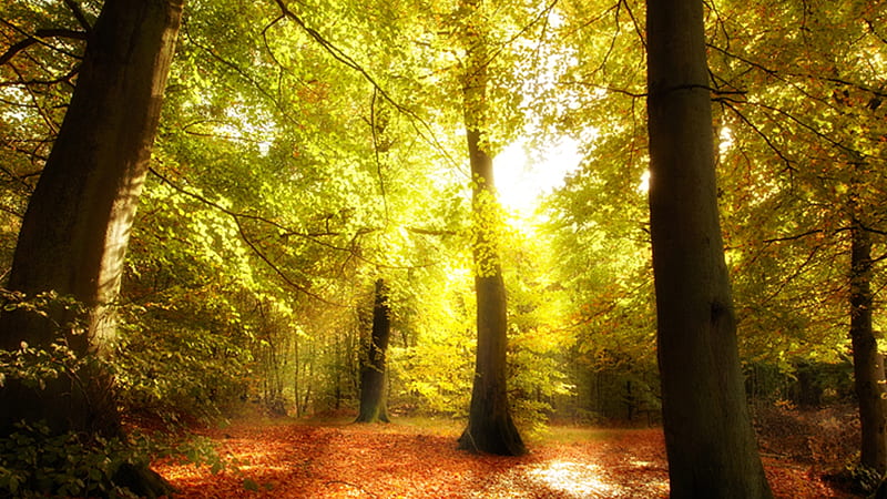 Beginning to Turn, forest, fall, autumn, leaves, sunlight, sunbeams, grove, trees, HD wallpaper