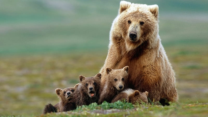 Grizzly Big Bear And Baby Bears On Green Grass In Blur Background Animals, HD wallpaper