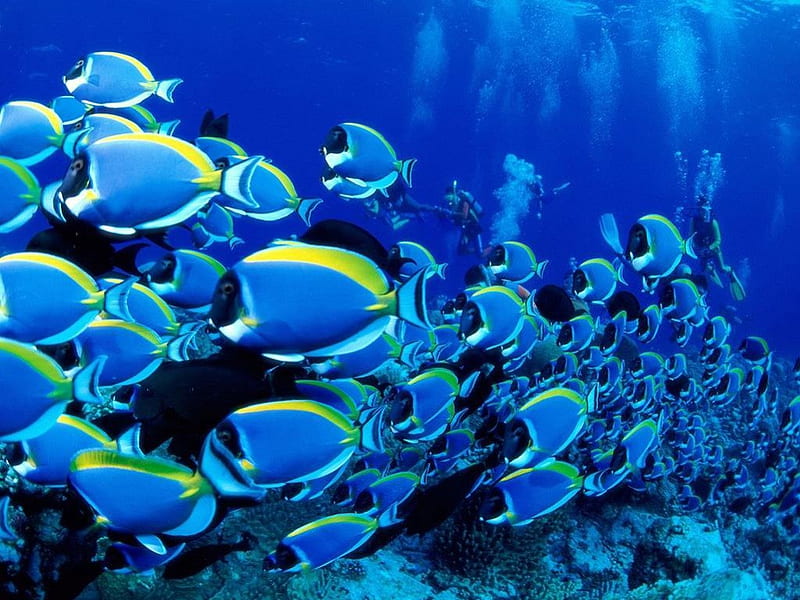 Marine Life, coral reef, blue fish, ocean, HD wallpaper