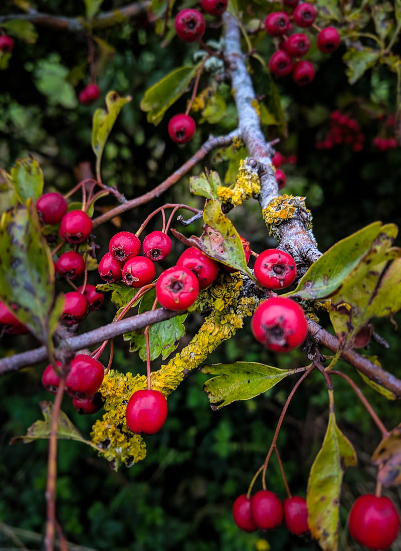 Hawthorn Berries, England, autumn, berry, country, countryside, fall, flower, hedgerow, HD phone wallpaper