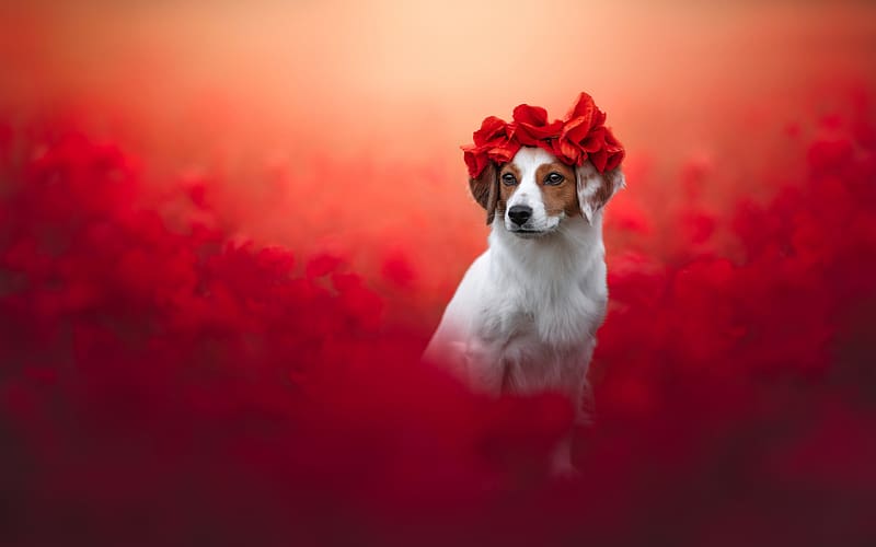 :), red, flower, field, nature, vara, wreath, dog, summer, one, caine, HD wallpaper