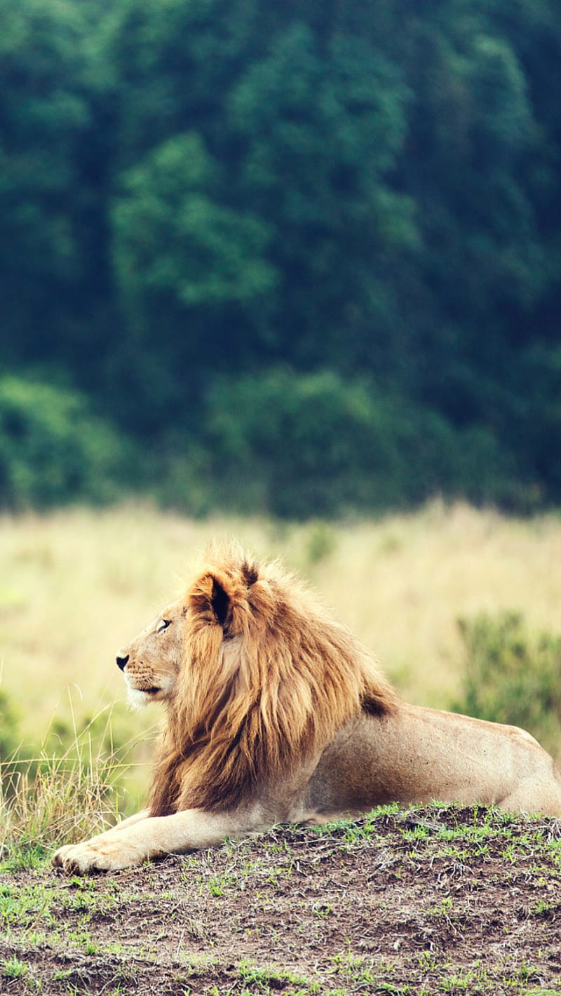 Lion, king of jungle, HD phone wallpaper